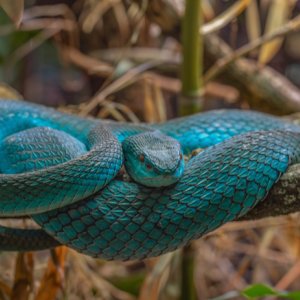 Blaue Grubenotter